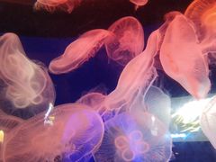 -青岛海底世界-水族馆