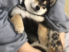 -逗柴咖啡屋·狗咖猫咖宠物桌游