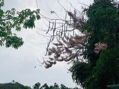 -丹樱生态园