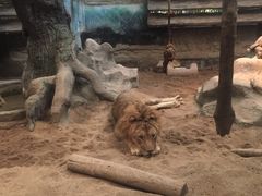 -清迈夜间动物园