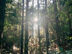 -九龙江国家森林公园