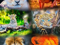 -罗红摄影艺术馆