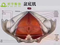 -昕孕瑜伽·孕妇瑜伽·产后修复
