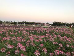 -花博汇(知音花月夜)