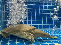 -东沙小镇主题餐厅(下沙店)