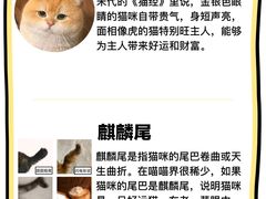 -有喵·猫咖·狗咖·30几只猫10只小狗(岗厦店)