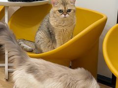 -有喵·猫咖·狗咖·30几只猫10只小狗(岗厦店)
