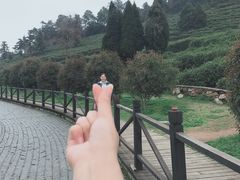 -树山生态村