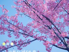 -大宁公园