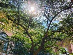 -香港大学