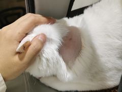-艾贝尔宠物医院·24H转诊中心·肿瘤猫专科(江宁双龙店)