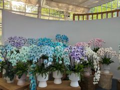 -上海鲜花港
