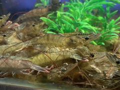 -V-ONE西雅图海鲜自助餐厅(仓山万达广场店)