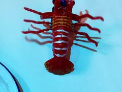 -文和友老长沙龙虾馆(化龙池店)