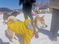 -太子岭滑雪场