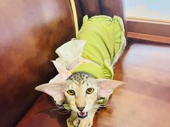 -蝶园·装修中(BFC外滩金融中心店)