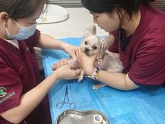 -伟伟宠物医院·CT影像中心·瑞派犬猫综合性门诊(汉口总院)