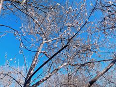 -桃花堤公园