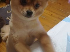 -宠颐生嘉德动物医院