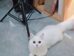 -山宅一喵德文卷毛猫舍