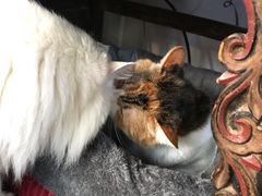 -Anne猫窝咖啡屋