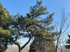 -北京西山国家森林公园