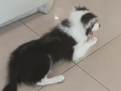 -艾贝尔宠物医院 ·中兽医·宠保定点(北门桥店)