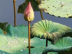 -映月湖公园