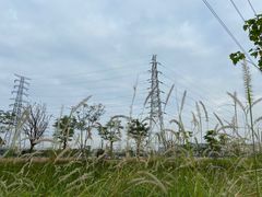 -王借岗森林公园
