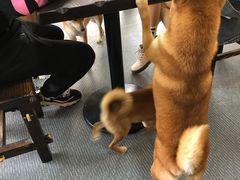 -柴源莊·柴小宠柴犬咖啡