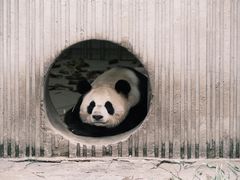 -卧龙中华大熊猫苑神树坪基地