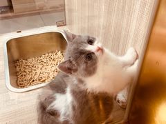 -飞行喵MR PILOT|猫舍·猫咖(静安大融城店)