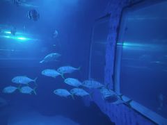 -太平洋海底世界