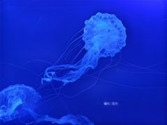 -南昌海洋公园
