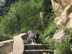 -碓臼峪自然风景区