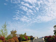 -西京湾花海
