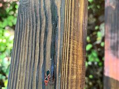 -东寨港红树林旅游区