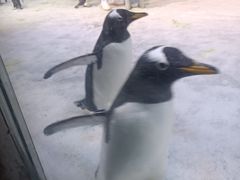 -芜湖新华联大白鲸海洋公园