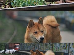 -黄桷坪涂鸦艺术街