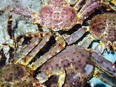 -渔民新村(番禺总店)