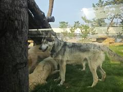 -西霞口神雕山野生动物世界