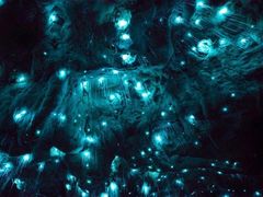 -怀托摩萤火虫洞