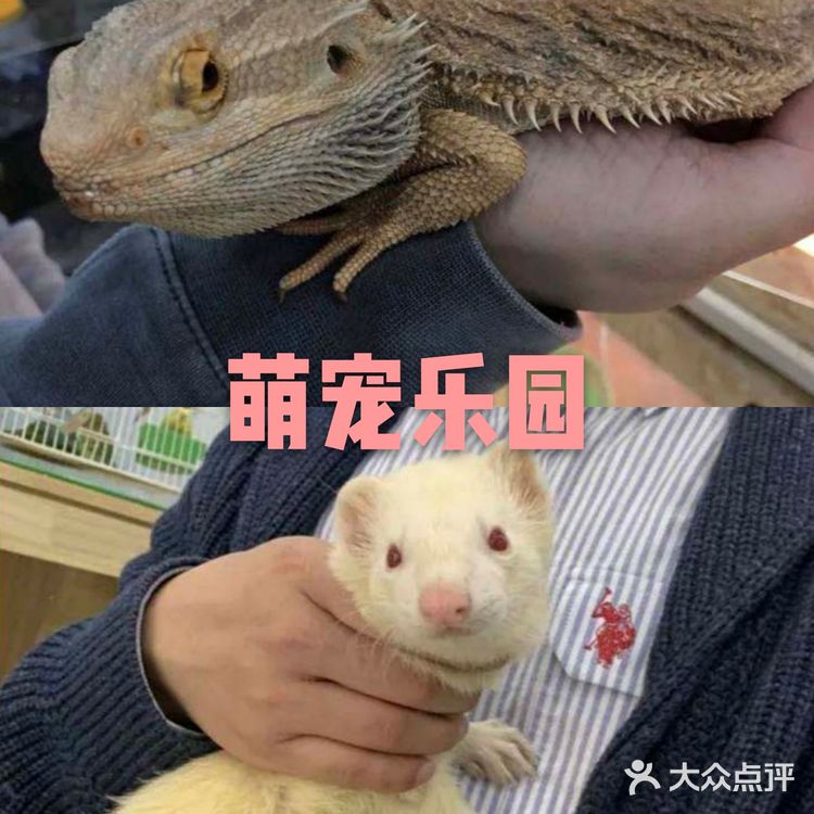 萌宠乐园[调皮]
