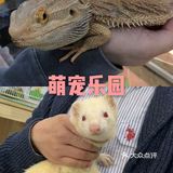 萌宠乐园[调皮]