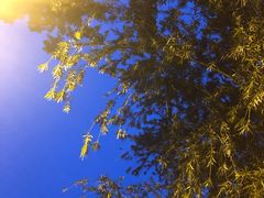 -东莞植物园