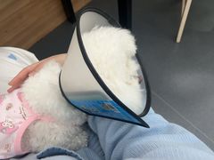 -爱侣宠医·鹦鹉专科·小型哺乳类·异宠专科(灵石路店)