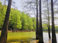 -青龙山国家森林公园