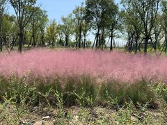 -春花秋色城市公园