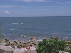 -广东惠东海龟国家级自然保护区