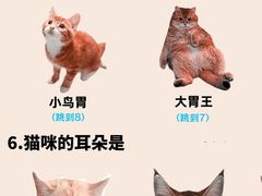 -翊宠yipet猫狗购宠庄园犬舍•猫舍